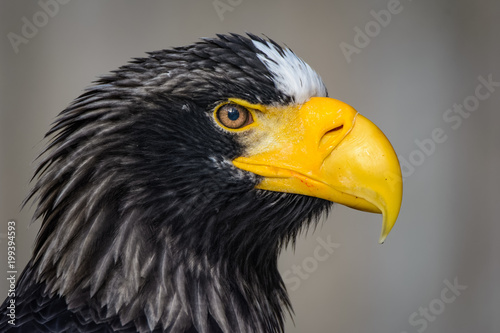 Closeup of a stellers sea eagle
