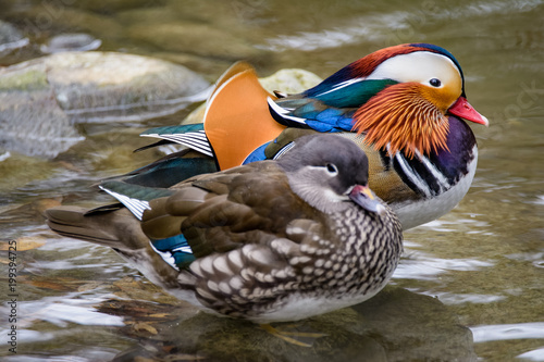 A pair of mandarin ducks standing in shallow water photo