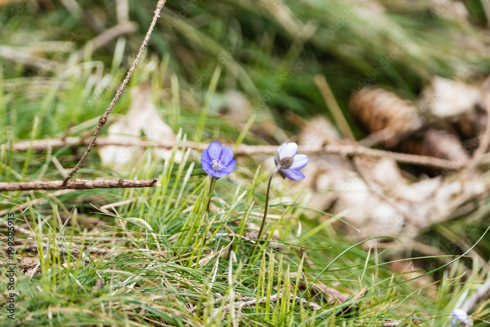 Obraz premium Leberblümchen