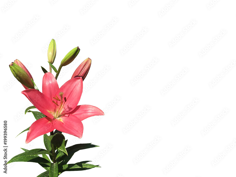 Blooming beautiful garden lily of coral color. Isolated on white background. Photo from iPhone.  Mock up, copy space
