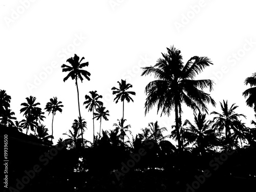 Fototapeta piękna czarna sylwetka na białym tle tropikalnych palm