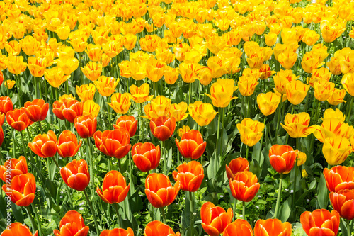 tulip flowers in garden