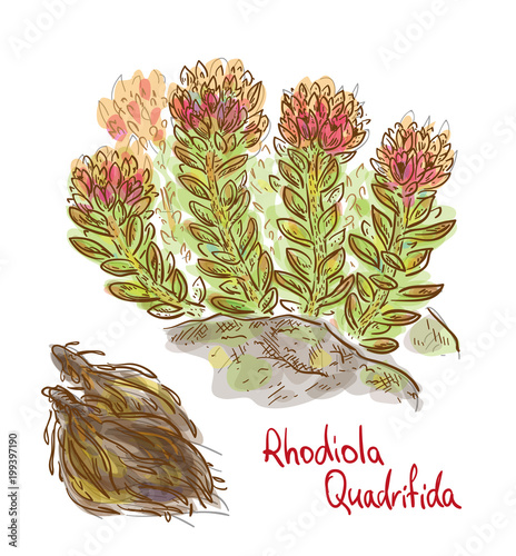 Rhodiola quadrifida plant with dried roots. Vector illustration. photo