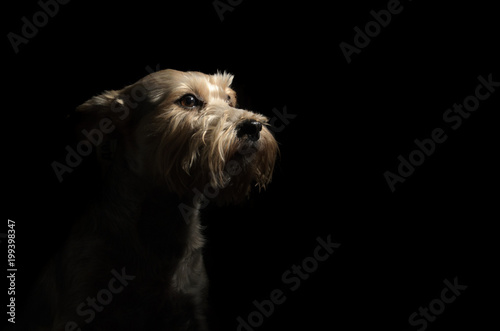 Fototapeta Naklejka Na Ścianę i Meble -  Yorkshire terrier dogs on a dark background