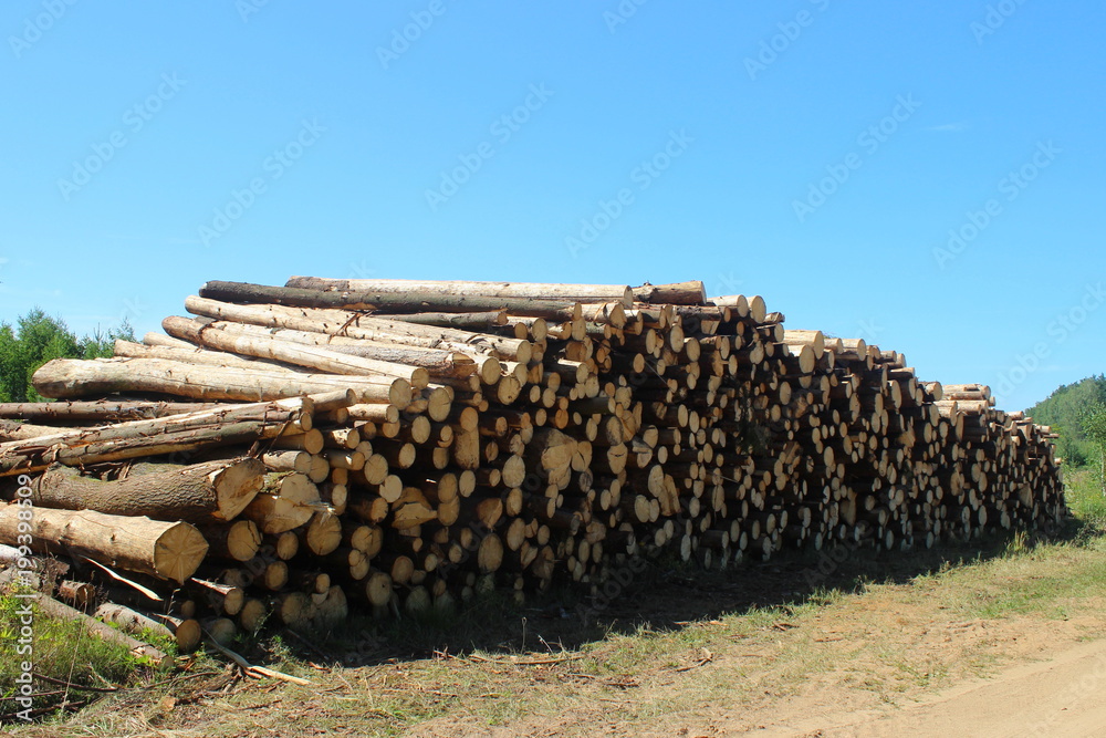 Harvesting wood, timber logs in the stack in the summer against the blue clear sky