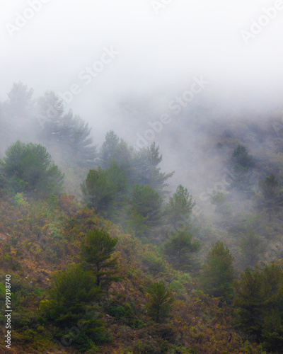 Nebbia tra gli Alberi in Montagna