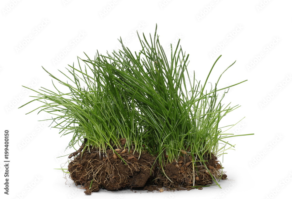 Green grass with dirt isolated on white background and texture Green grass with dirt isolated on white background and texture