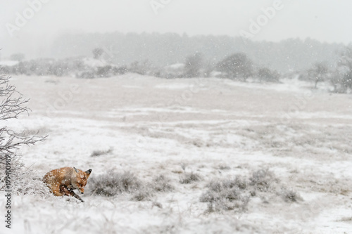 Red fox in a white winter landscape
