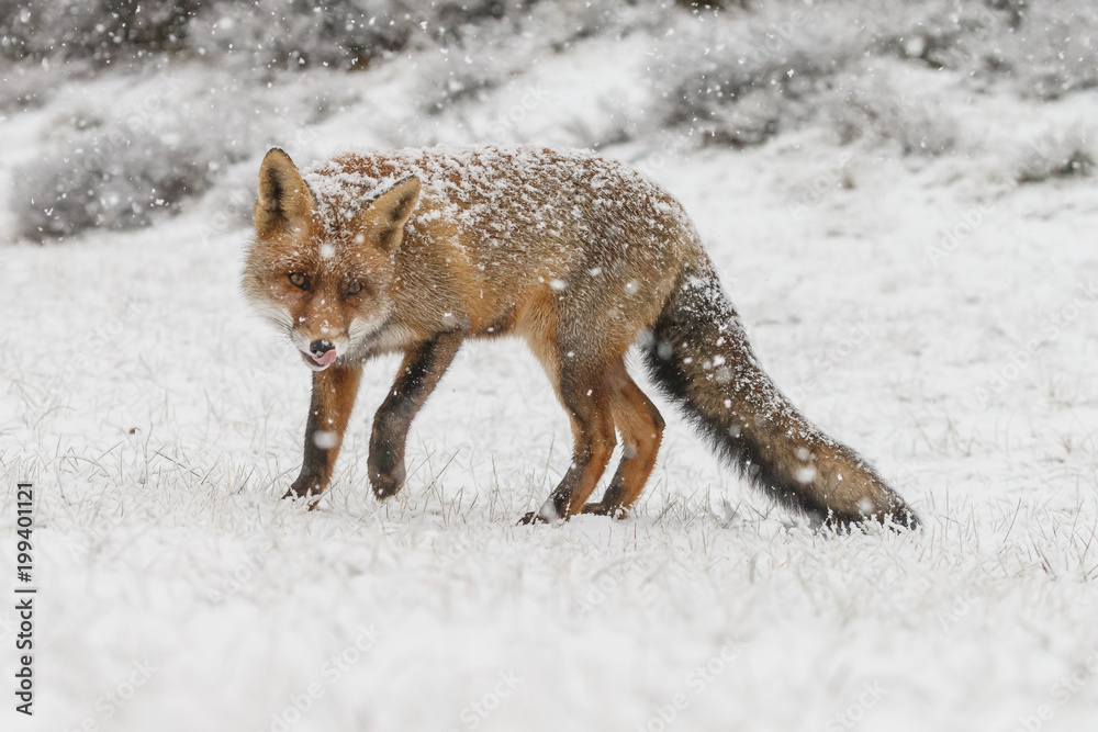 Naklejka premium Red fox in a snowy landscape during wintertime 