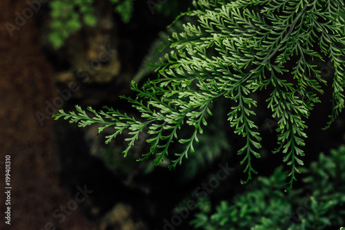 Fern leaves in subtropical forest