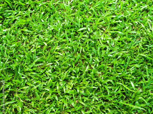Grass - Natural green grass for background and Texture
