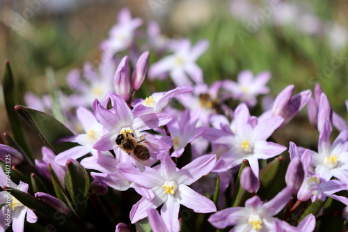 Bee pollinating a blue spring flower scilla.Flowers of the Scilla blooming in April. Bright spring flower of Scilla closeup in a spring garden  macro shot with soft light .Blurred background.