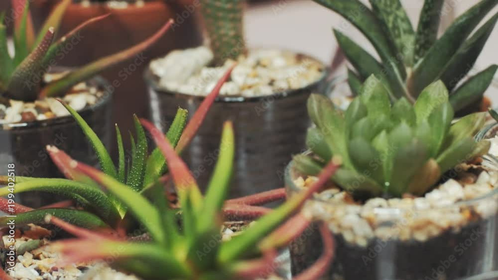 Florist replanting succulent on table, Transplantation of cactus close up Florist replanting succulent on table, Transplantation of cactus close up