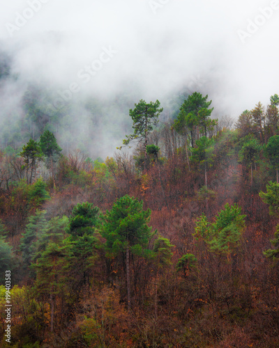 Alberi tra la nebbia di montagna