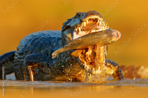 Crocodile catch fish in river water, evening light. Yacare Caiman, crocodile with fish in with open muzzle with big teeth, Pantanal, Bolivia. Detail portrait of danger reptile. Caiman with piranha.