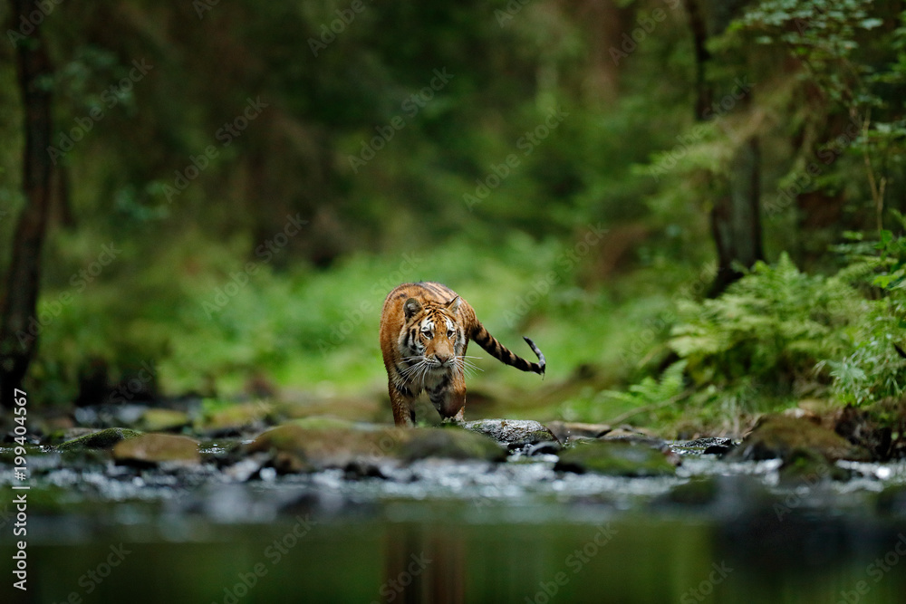Amur tiger walking in river water. Danger animal, tajga, Russia. Animal in green forest stream. Grey stone, river droplet. Siberian tiger splash water. Tiger wildlife scene, wild cat, nature habitat. Amur tiger walking in river water. Danger animal, tajga, Russia. Animal in green forest stream. Grey stone, river droplet. Siberian tiger splash water. Tiger wildlife scene, wild cat, nature habitat.
