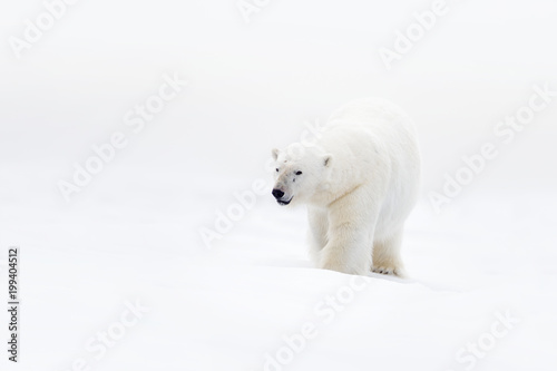 Polar bear on drift ice with snow, clear white photo, big animal in the nature habitat, Canada, wild America. Wildlife scene form nature. Animal behaviour in nature. Big bear walking in the ice.