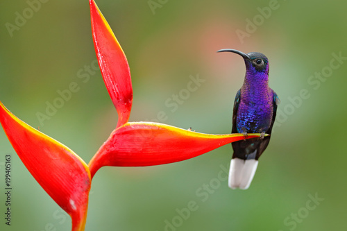 Tropic bird with red flower. Hummingbird, action wildlife scene from nature. Hummingbird from Costa Rica in tropic forest. Big blue bird Violet Sabrewing with blurred green background. photo