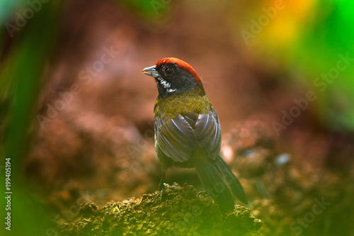 Sooty-faced finch, Arremon crassirostris, sitting on the green moss branch. Tropic bird in the nature habitat. Wildlife in Costa Rica. Mountain bird in the dark green forest, clear background. photo