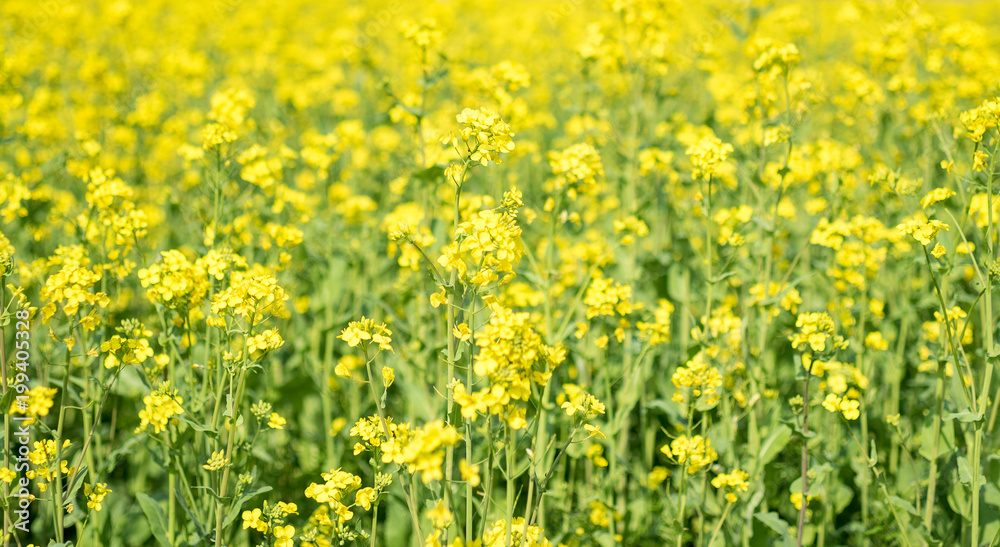 Rapeseed flowers for spring