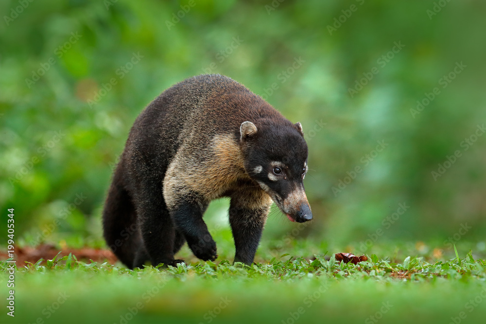 Raccoon, Procyon lotor, in green grass, tropic junge, Costa Rica. Animal in forest habitat, green vegetation. Animal from tropic Costa Rica. Raccoon with long tail. Mammal in nature habitat, wildlife. Raccoon, Procyon lotor, in green grass, tropic junge, Costa Rica. Animal in forest habitat, green vegetation. Animal from tropic Costa Rica. Raccoon with long tail. Mammal in nature habitat, wildlife.