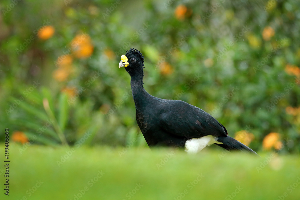 Fototapeta premium Curassow with orange flowers. Bare-faced Curassow, Crax fasciolata, big black bird with yellow bill in the nature habitat, Costa Rica. Wildlife scene from tropic forest. Black bird in green grass.
