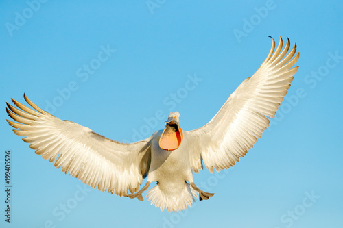Bird, open bill, funny image. Dalmatian pelican, Pelecanus crispus, in Lake Kerkini, Greece. Palican with open wing, hunting animal. Wildlife scene from Europe nature. Bird on blue sky. Palican. photo