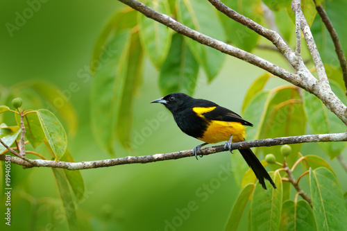 Black-cowled Oriole, Icterus prosthemelas, sitting on the green moss branch. Tropic bird in the nature habitat. Wildlife in Costa Rica. Orange black mountain bird in the dark green forest. © ondrejprosicky