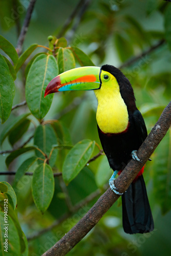 Tropic bird. Toucan sitting on the branch in the forest, green vegetation. Nature travel holiday in central America. Keel-billed Toucan, Ramphastos sulfuratus, beautiful bird. Wildlife Nicaragua.