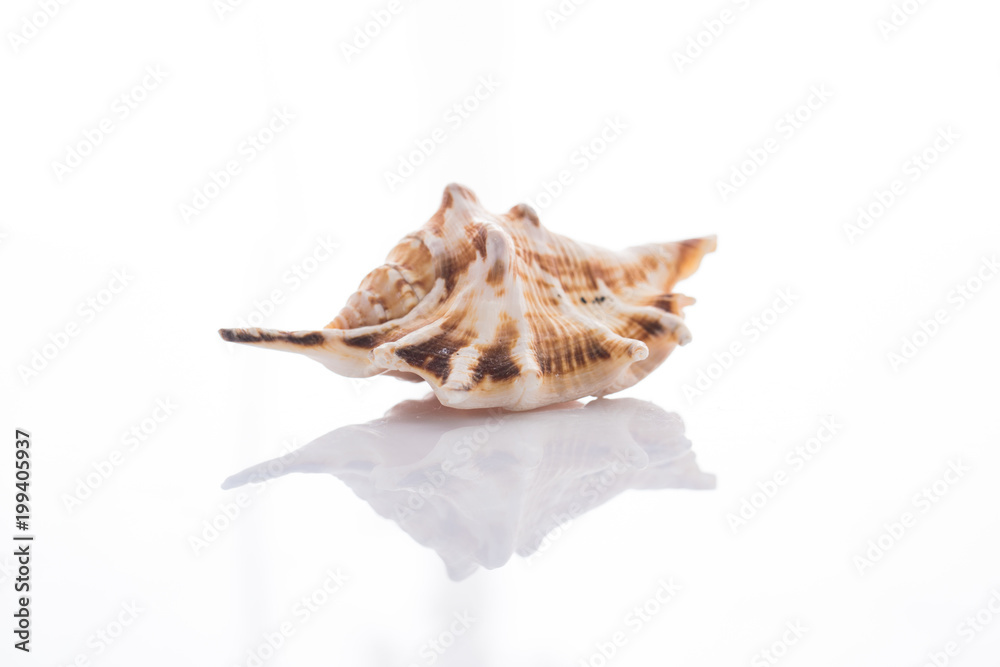 set of various mollusk shells isolated on white background set of various mollusk shells isolated on white background