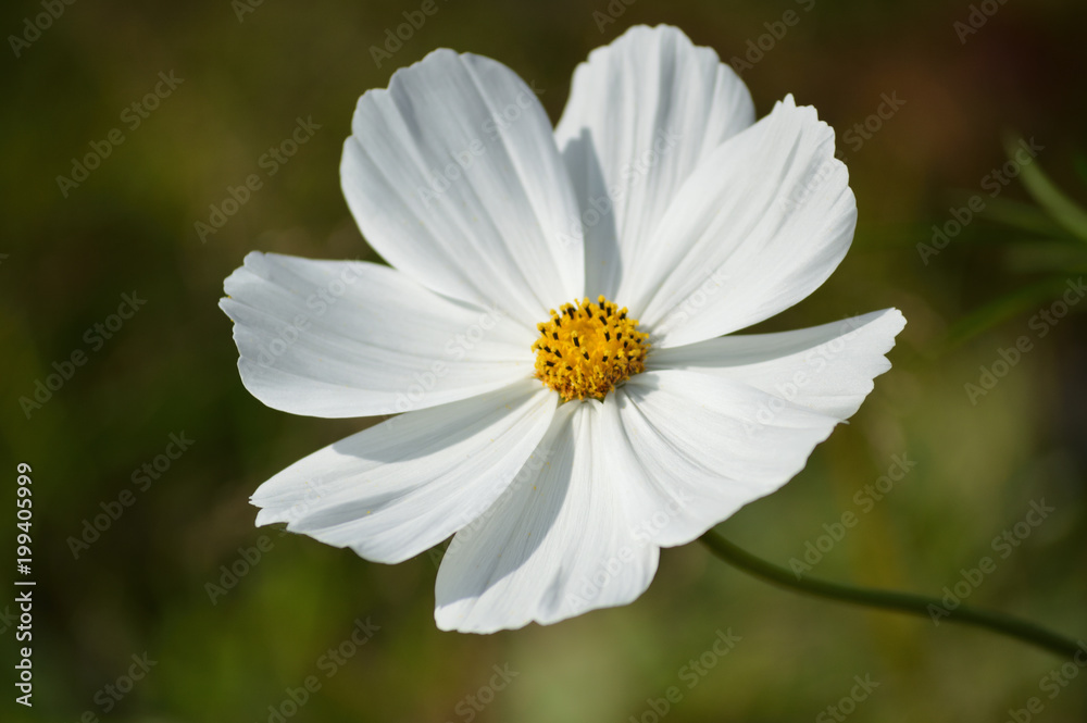 A sunny day in autumn, a close-up of white cosmos flowers A sunny day in autumn, a close-up of white cosmos flowers