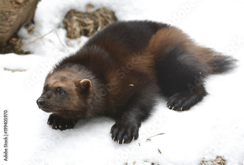 Wolverine, Gulo gulo (Gulo is Latin for 
