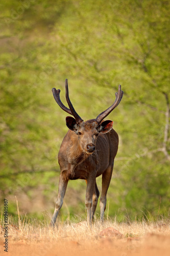 India wildlife. Sambar deer, Rusa unicolor, large animal, Indian subcontinent, Rathambore, India. Deer, nature habitat. Bellow majestic powerful adult animal in dry forest, big animal, Asia.
