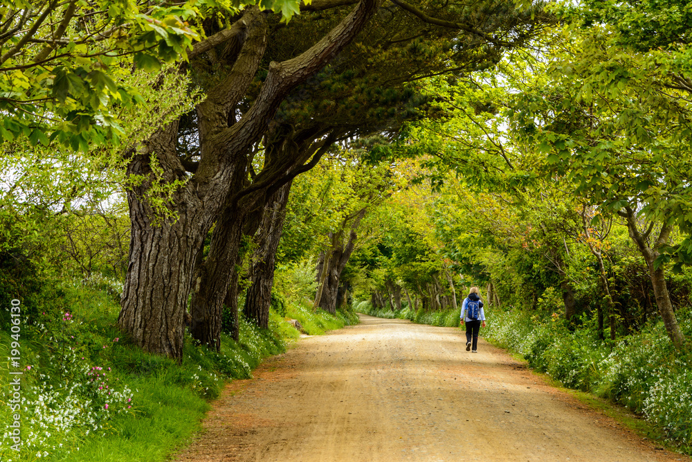 hiking between huge trees