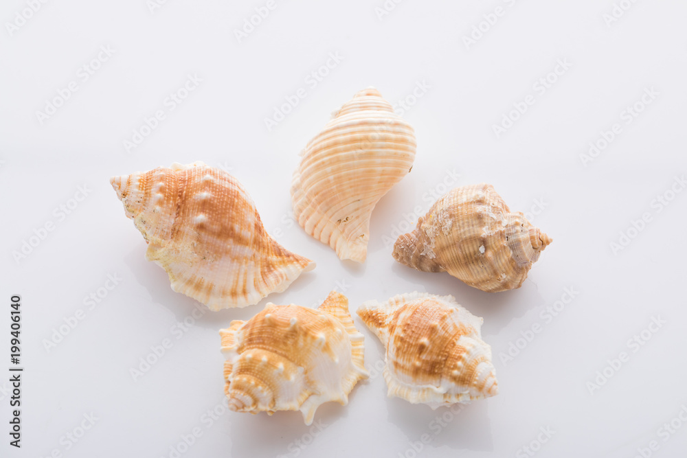 set of various mollusk shells isolated on white background set of various mollusk shells isolated on white background