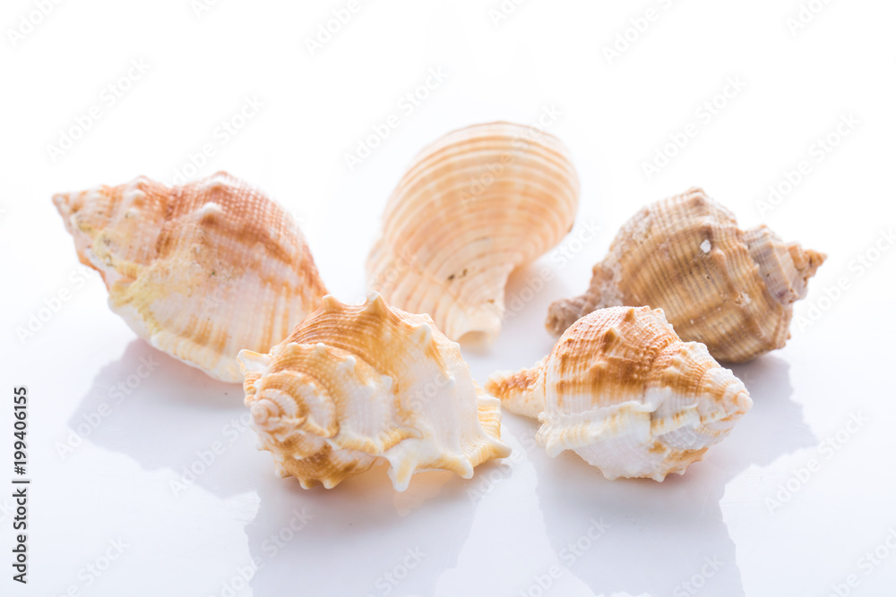 set of various mollusk shells isolated on white background set of various mollusk shells isolated on white background