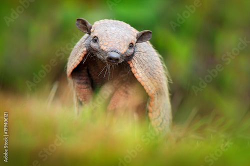 Brazil cute animal. Six-Banded Armadillo, Yellow Armadillo, Euphractus sexcinctus, Pantanal, Brazil. Wildlife scene from nature. Funny portrait of Armadillo, face portrait, hidden in grass. Wildlife. photo