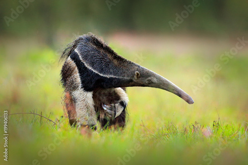 Anteater, cute animal from Brazil. Giant Anteater, Myrmecophaga tridactyla, animal with long tail ane log nose, Pantanal, Brazil. Wildlife scene from wild nature. photo