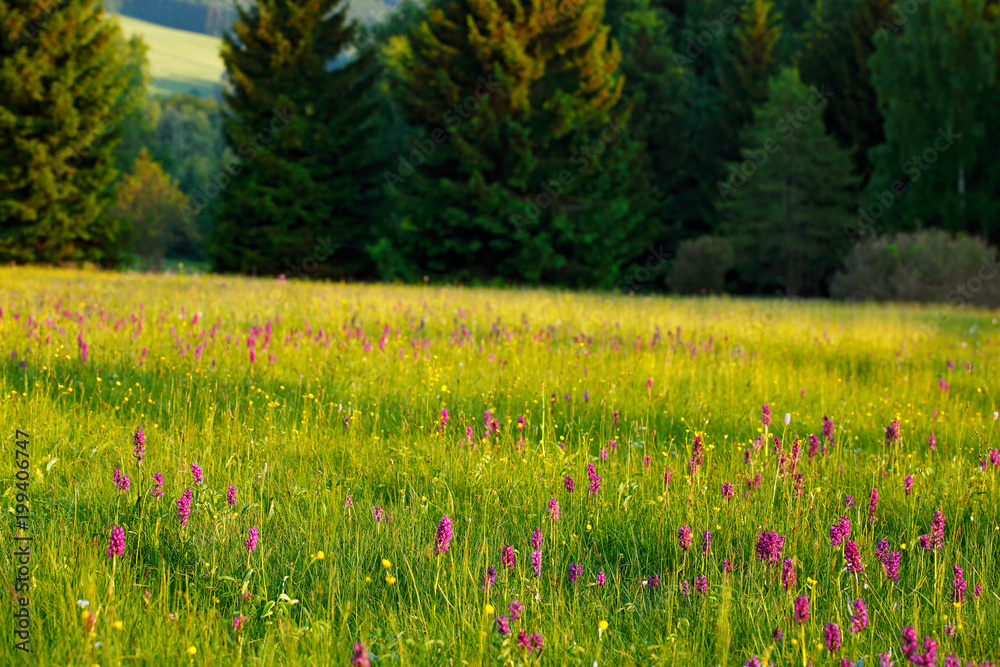 Morning meadow with wild orchid flowers. Sunrise in nature. Broad-leaved Marsh Orchid, pink red Dactylorhiza majalis, European terrestrial wild orchid, habitat. Nature spring scene, Europe. Morning meadow with wild orchid flowers. Sunrise in nature. Broad-leaved Marsh Orchid, pink red Dactylorhiza majalis, European terrestrial wild orchid, habitat. Nature spring scene, Europe.