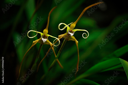 Fototapeta Naklejka Na Ścianę i Meble -  Maxillaria fractiflexa, Ecuador, Wild orchid, Inward-Rolling Maxillaria . Orange flower, nature habitat. Beautiful orchid bloom, close-up detail. Wild flower, America. Travel, tropic forest flower.