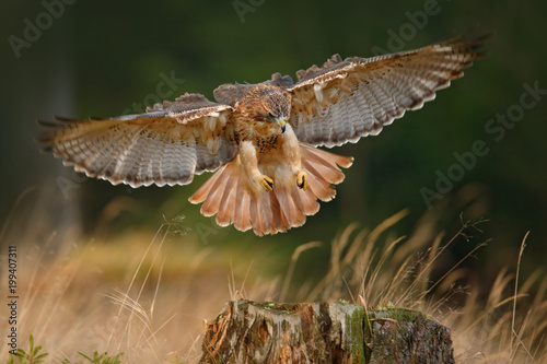 Flying bird of prey, Red-tailed hawk, Buteo jamaicensis, landing in forest. Wildlife scene from nature. Animal in the habitat. Open wings.