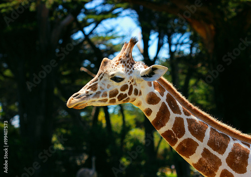 Photography Giraffe