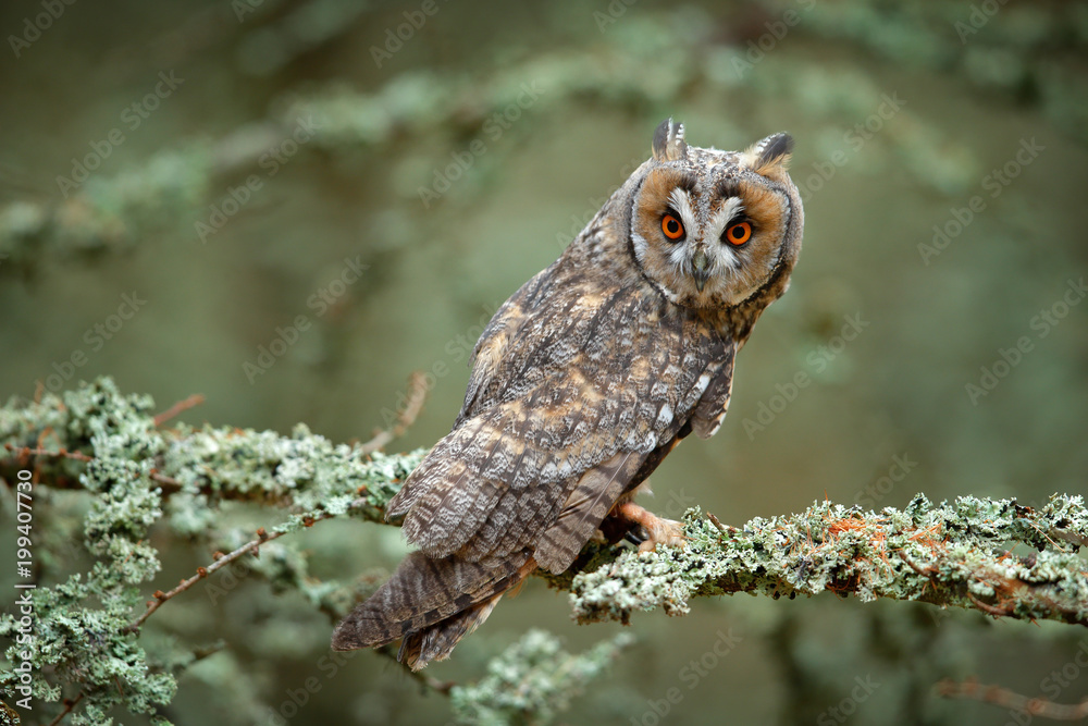 Fototapeta premium Long-eared Owl sitting on branch in fallen larch forest during autumn.