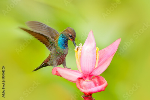 Bird sucking nectar from pink bloom. Hummingbird with flower. White-tailed Hillstar, Urochroa bougueri, hummingbird in nature on ping flower, gren and yellow background, wildlife, Colombia.
