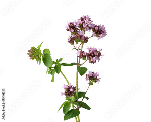 Oregano isoliert