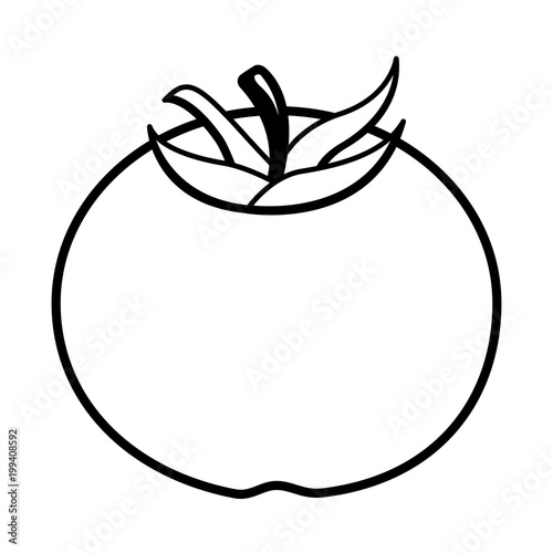 tomato harvest ripe raw organic vector illustration