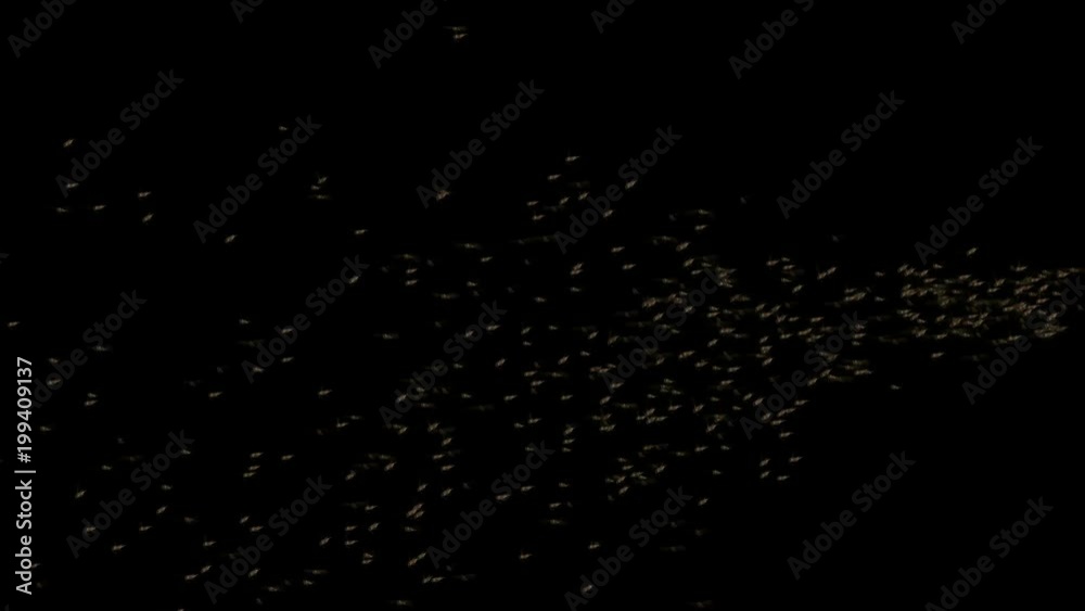 4k Locusts pests background,worms insects flies breeding disasters backdrop. 4k Locusts pests background,worms insects flies breeding disasters backdrop.