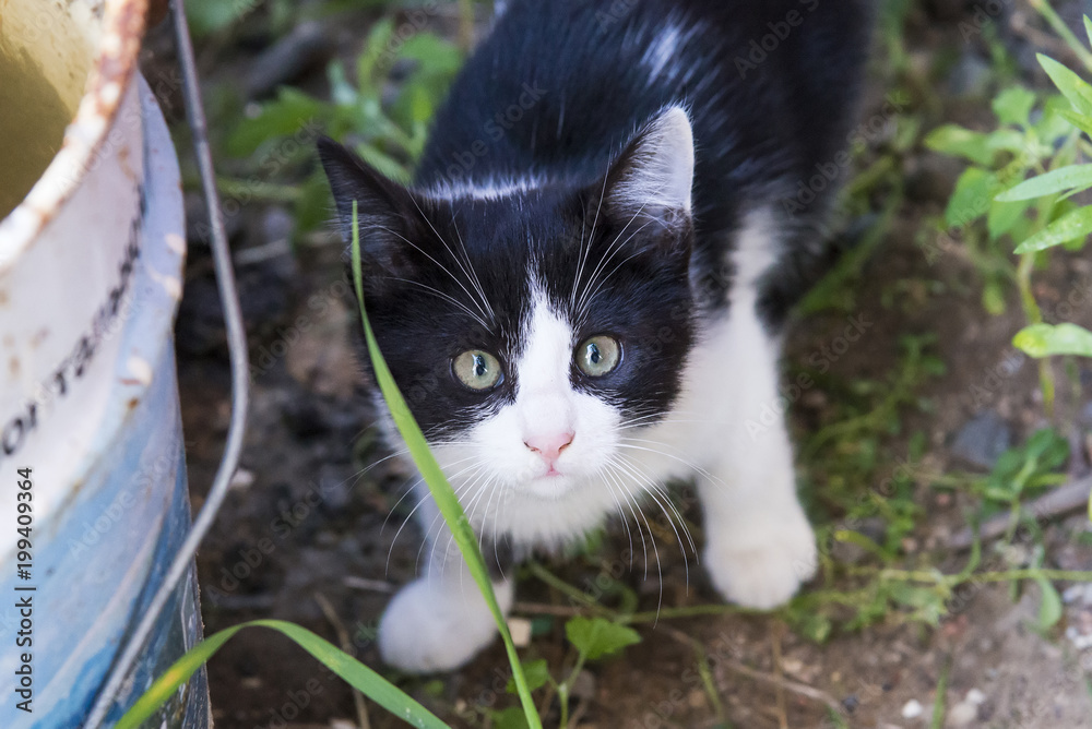 Cute black and white kitten in the garden
