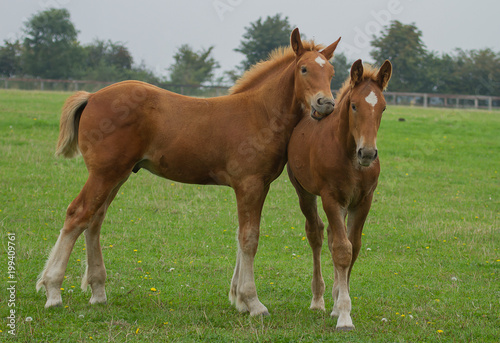 photo of a pair of beautiful Suffolk Punch foals 