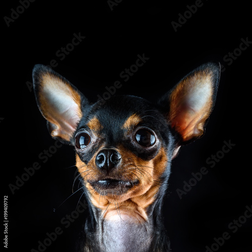 portrait of a small dog with big ears © shymar27